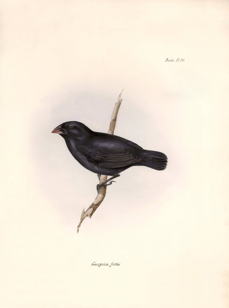 Ornitologia: "Geospiza fortis ou geospize a medium-beaked" Descrição de um passeriforme por Charles Darwin (1809-1882) observado durante a sua expedição a bordo do Beagle. Placa de "The zoology of the voyage of H.M.S. Beagle. Flight. III, Aves descritas po de Unbekannter Künstler