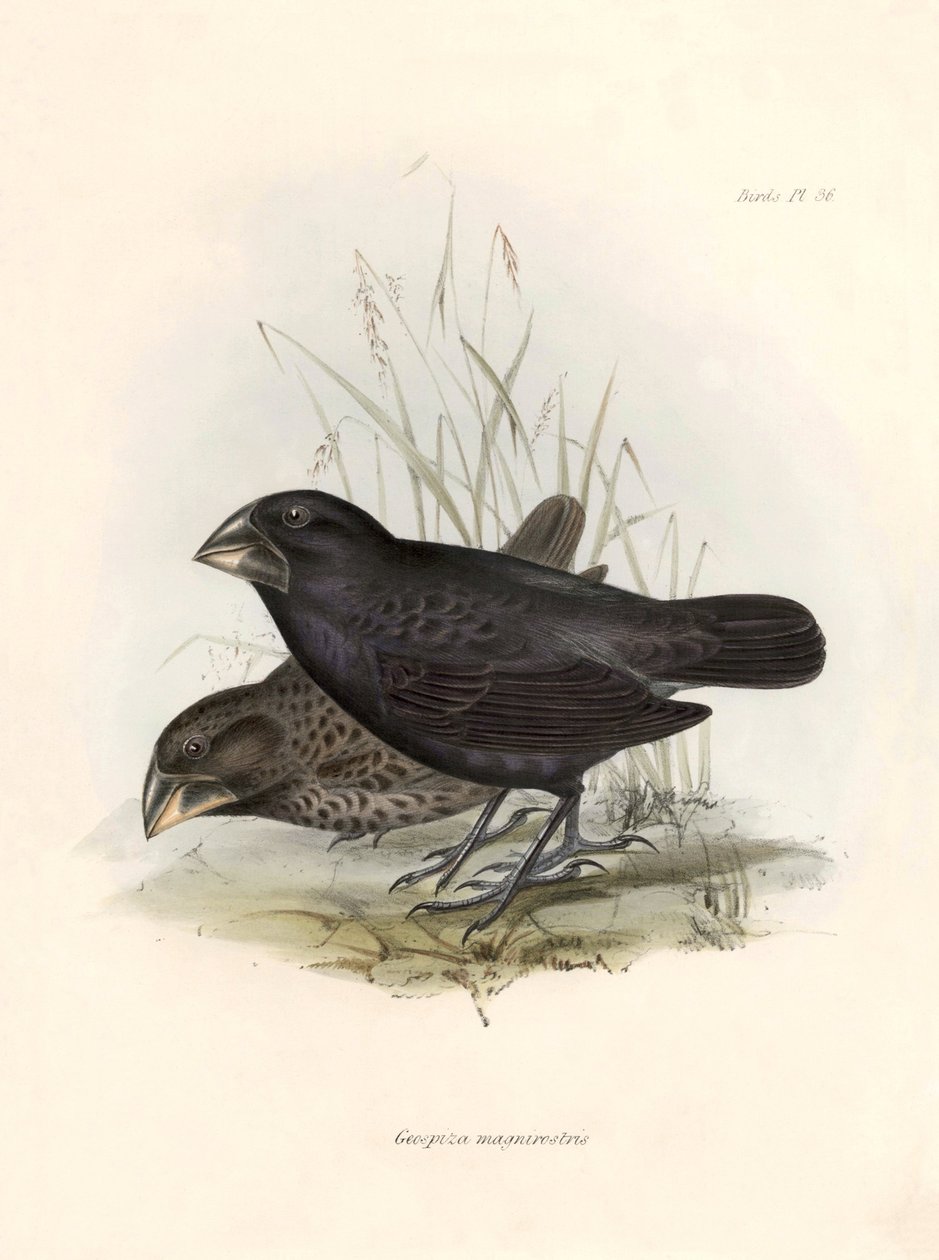 Ornitologia: "Geospiza magnirostris ou geospize um grande bico" Descrição de um passeriforme por Charles Darwin (1809-1882) observado durante a sua expedição a bordo do Beagle. Placa de "The zoology of the voyage of H.M.S. Beagle. Flight. III, Birds descri de Unbekannter Künstler