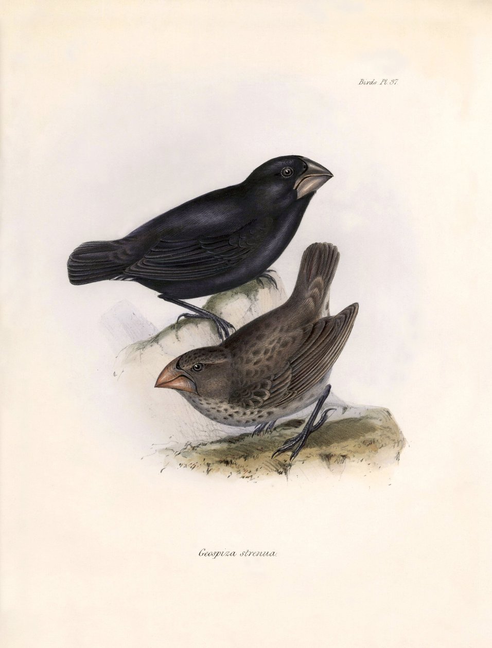 Ornitologia: "Geospiza strenua ou geospize" Descrição de um passeriforme por Charles Darwin (1809-1882) observado durante a sua expedição a bordo do Beagle. Placa de "The zoology of the voyage of H.M.S. Beagle. Flight. III, Aves descritas por John Gould, w de Unbekannter Künstler