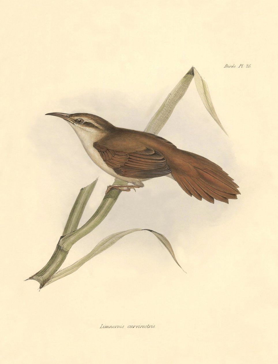 Ornitologia: "Limnornis curvirostris" da família dos furnariídeos descrita por Charles Darwin durante a sua expedição a bordo do Beagle. Placa de "The zoology of the voyage of H.M.S. Beagle. Flight. III, Birds described by John Gould, with notice of their  de Unbekannter Künstler