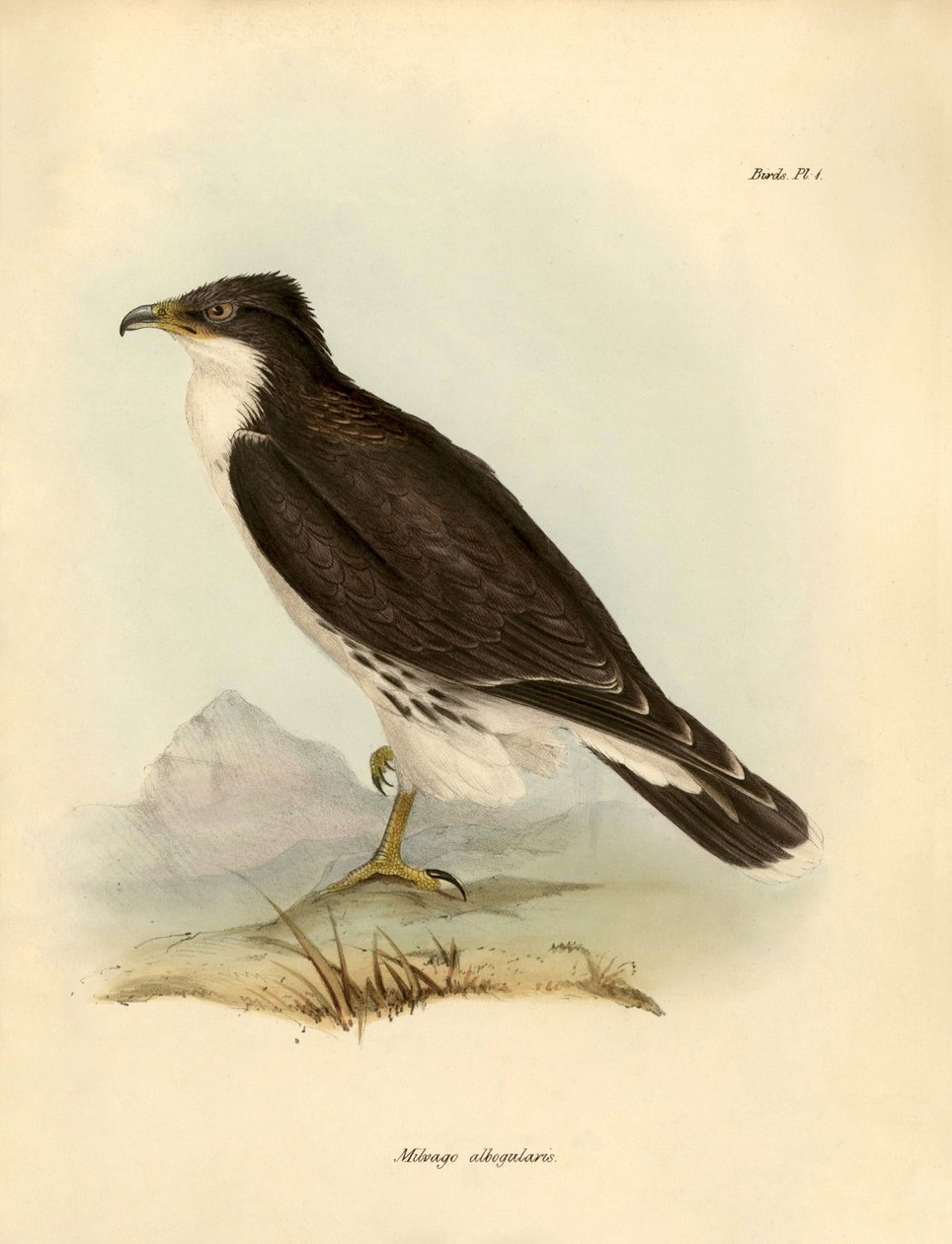 Ornitologia: "Milvago albogularis" ou caracara descrito por Charles Darwin (1809-1882) durante a sua expedição a bordo do Beagle. Placa de "Birds described by John Gould, with notice of their habits by Charles Darwin de Unbekannter Künstler