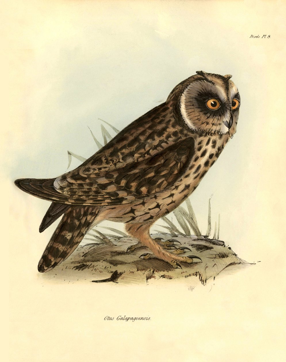 Ornitologia: "Otus Galapagoensis" mocho das Galápagos descrito por Charles Darwin (1809-1882) durante a sua expedição a bordo do Beagle. Placa de "Birds described by John Gould, with notice of their habits by Charles Darwin de Unbekannter Künstler