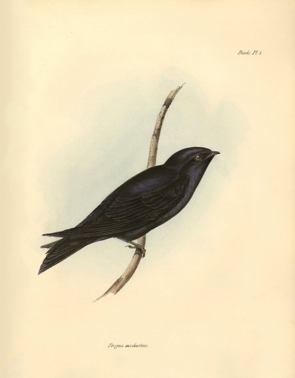 Ornitologia: "Progne modestus", da família das andorinhas, descrito por Charles Darwin durante a sua expedição a bordo do Beagle. Placa de "The zoology of the voyage of H.M.S. Beagle. Flight. III, Birds described by John Gould, with notice of their habits  de Unbekannter Künstler