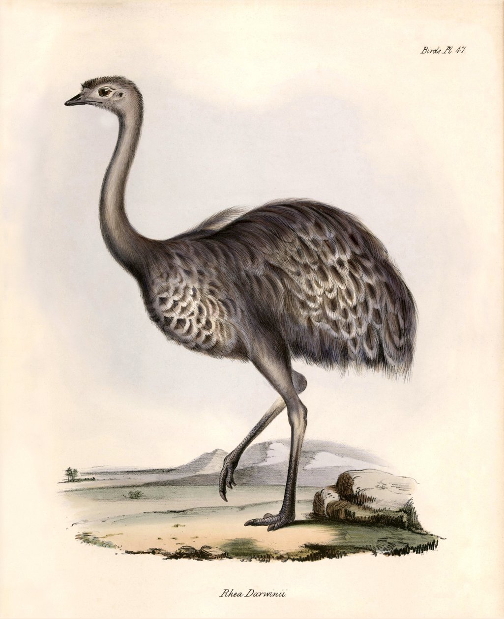 Ornitologia: "Rhea Darwinii" que Nandou de Darwin observa e descreve por Charles Darwin durante a sua expedição a bordo do Beagle. Placa de "The zoology of the voyage of H.M.S. Beagle. Flight. III, Aves descritas por John Gould, com informações sobre o seu de Unbekannter Künstler