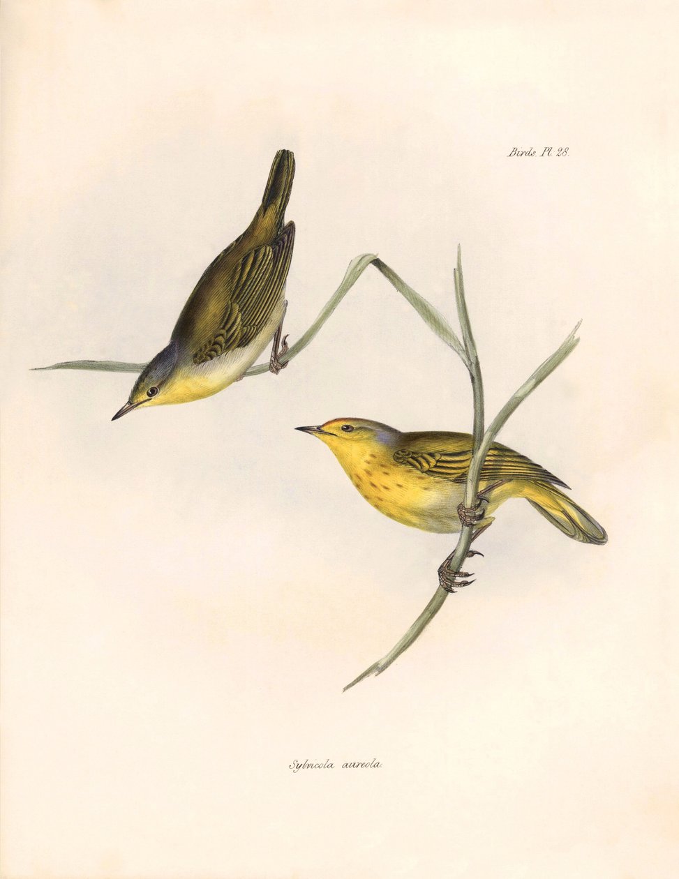 Ornitologia: Tentilhões "Sylvicola aureola" observados e descritos por Charles Darwin (1809-1882). Placa de "The zoology of the voyage of H.M.S. Beagle. Flight. III, Birds described by John Gould, with notice of their habits by Charles Darwin de Unbekannter Künstler