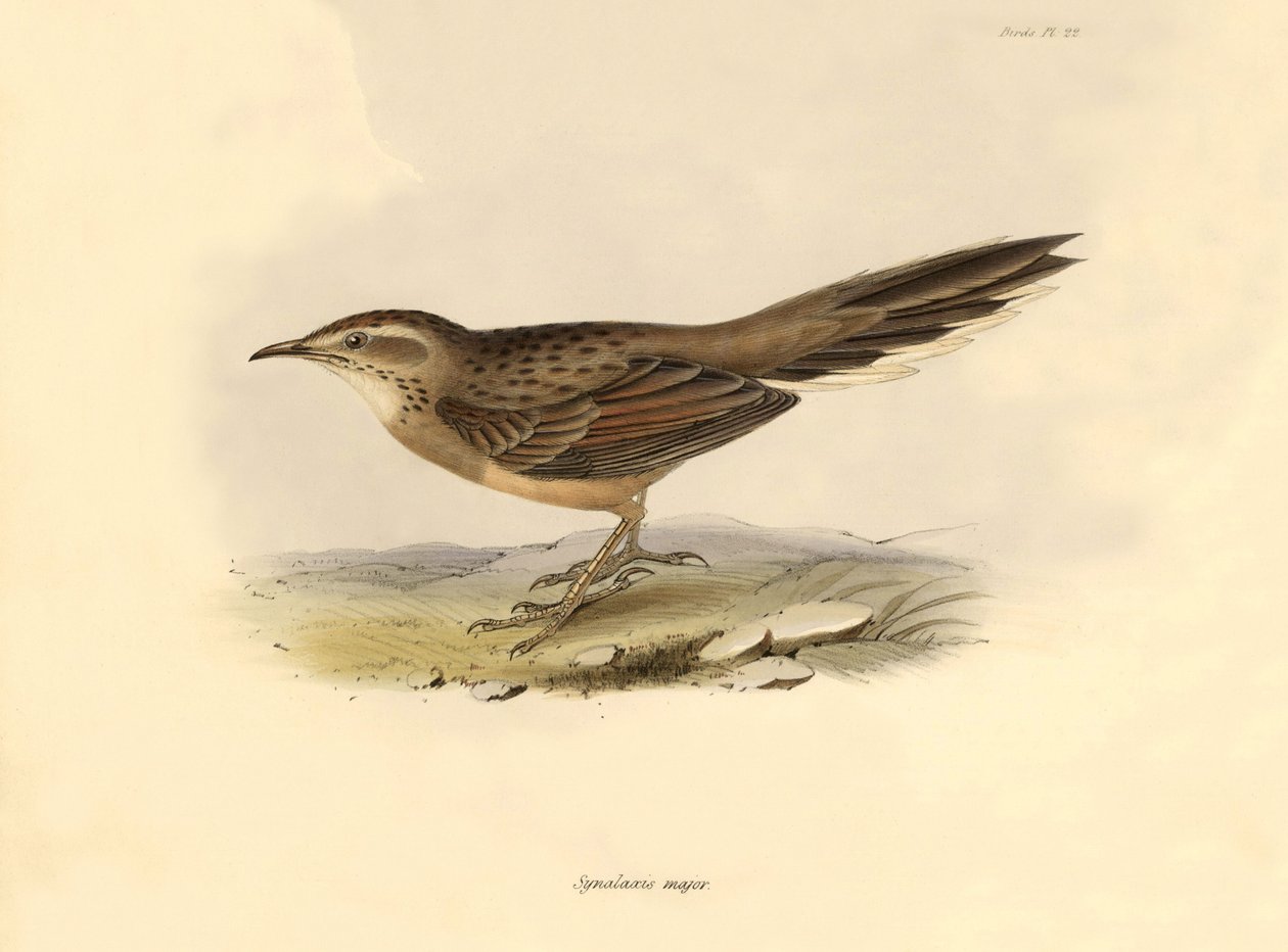 Ornitologia: "Synallaxis major" descrita por Charles Darwin durante a sua expedição a bordo do Beagle. Placa de "The zoology of the voyage of H.M.S. Beagle. Voo. III, Aves descritas por John Gould, com informações sobre os seus hábitos por Charles Darwin de Unbekannter Künstler