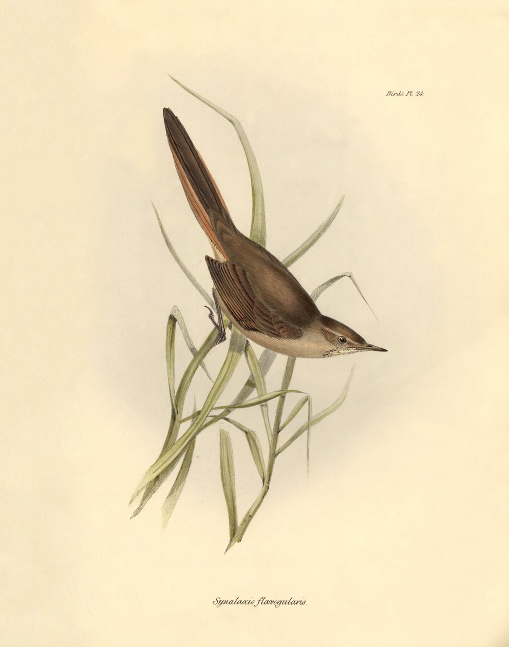 Ornitologia: "Synallaxis rufogularis" descrita por Charles Darwin durante a sua expedição a bordo do Beagle. Placa de "The zoology of the voyage of H.M.S. Beagle. Flight. III, Aves descritas por John Gould, com informações sobre os seus hábitos por Charles de Unbekannter Künstler