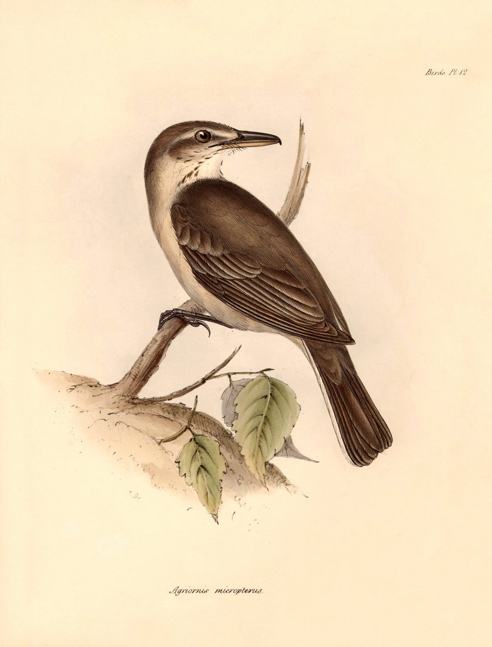 Ornitologia: O "Agriornis micropterus" ou gaúcho argentino descrito por Charles Darwin durante a sua viagem de exploração a bordo do Beagle. Placa de "The Zoology of the voyage of H.M.S. Beagle under the command of Captain Fitzroy during the years 1832 to de Unbekannter Künstler