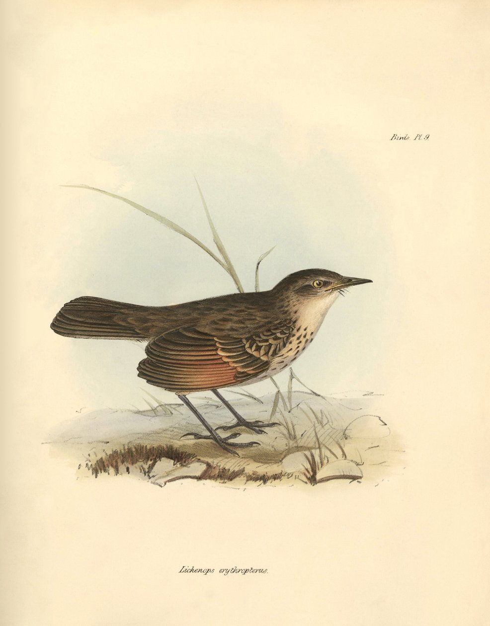 Ornitologia: O "Hymenops perspicillata" da família das aves descrita por Charles Darwin durante a sua viagem de exploração a bordo do Beagle. Placa de "The Zoology of the voyage of H.M.S. Beagle under the command of Captain Fitzroy during the years 1832 to de Unbekannter Künstler