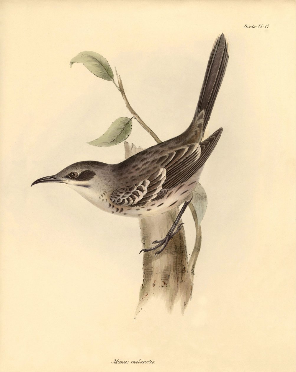 Ornitologia: O "Mimus melanotis" da família dos mockers descrito por Charles Darwin durante a sua viagem de exploração a bordo do Beagle. Placa de "A Zoologia da viagem do H.M.S. Beagle sob o comando do Capitão Fitzroy durante os anos de 1832 a 1836 de Unbekannter Künstler
