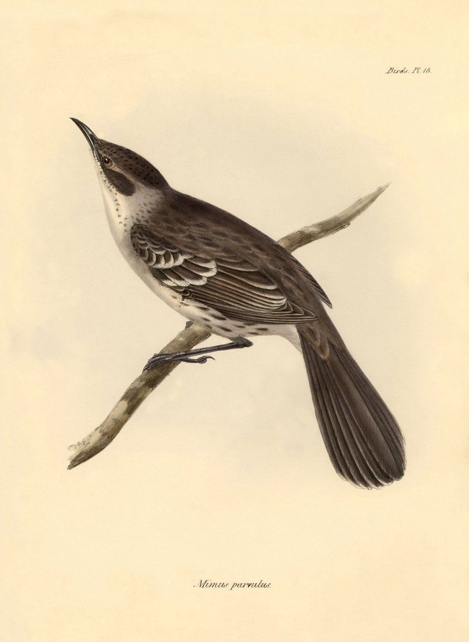 Ornitologia: O "Mimus parnilus" da família dos mockers descrito por Charles Darwin durante a sua viagem de exploração a bordo do Beagle. Placa de "A Zoologia da viagem do H.M.S. Beagle sob o comando do Capitão Fitzroy durante os anos de 1832 a 1836 de Unbekannter Künstler