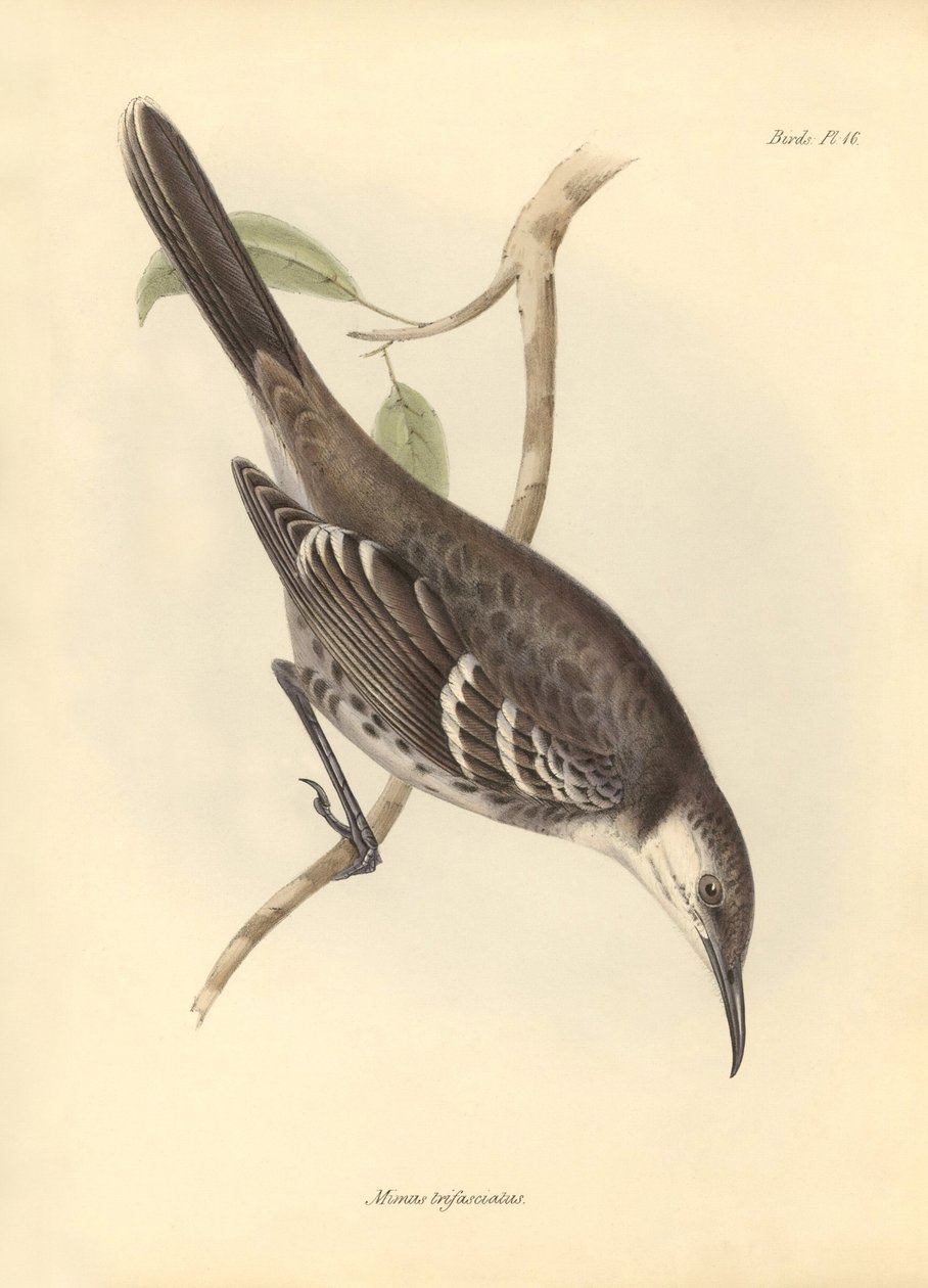 Ornitologia: O "Mimus trifasciatus" da família dos mockers descrito por Charles Darwin durante a sua viagem de exploração a bordo do Beagle. Placa de "The Zoology of the voyage of H.M.S. Beagle under the command of Captain Fitzroy during the years 1832 to  de Unbekannter Künstler