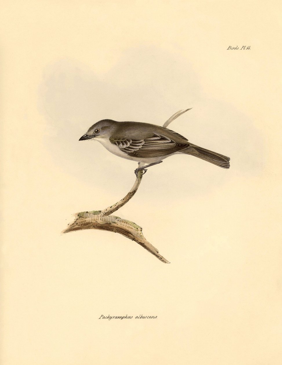 Ornitologia: O "Pachyramphus albescens" da família das faias descrito por Charles Darwin durante a sua viagem de exploração a bordo do Beagle. Placa de "The Zoology of the voyage of H.M.S. Beagle under the command of Captain Fitzroy during the years 1832 t de Unbekannter Künstler
