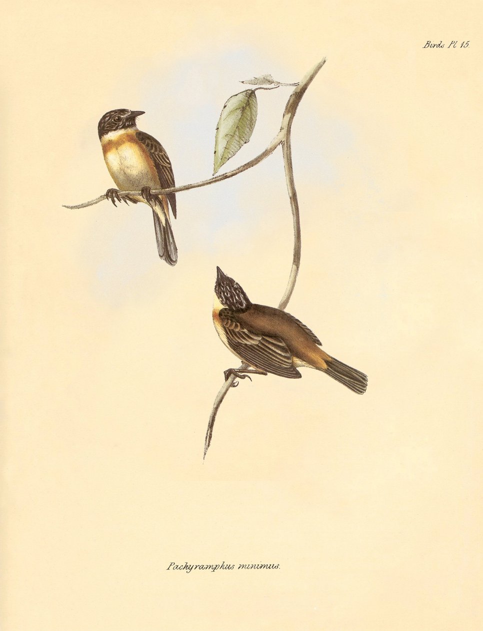Ornitologia: O "Pachyramphus minimus" da família das faias descrito por Charles Darwin durante a sua viagem de exploração a bordo do Beagle. Placa de "The Zoology of the voyage of H.M.S. Beagle under the command of Captain Fitzroy during the years 1832 to  de Unbekannter Künstler