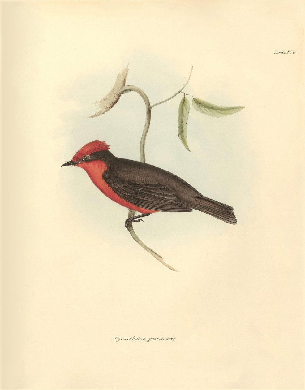 Ornitologia: O "Pyrocephalus parvirostris" da família das aves descrita por Charles Darwin durante a sua viagem de exploração a bordo do Beagle. Placa de "The Zoology of the voyage of H.M.S. Beagle under the command of Captain Fitzroy during the years 1832 de Unbekannter Künstler