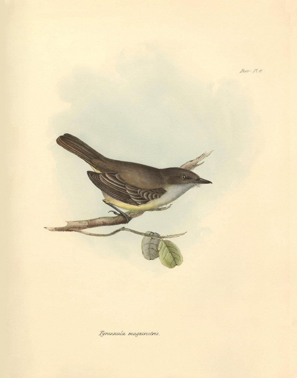 Ornitologia: A "Tyrannula magnirostris" da família das aves descrita por Charles Darwin durante a sua viagem de exploração a bordo do Beagle. Placa de "The Zoology of the voyage of H.M.S. Beagle under the command of Captain Fitzroy during the years 1832 to de Unbekannter Künstler