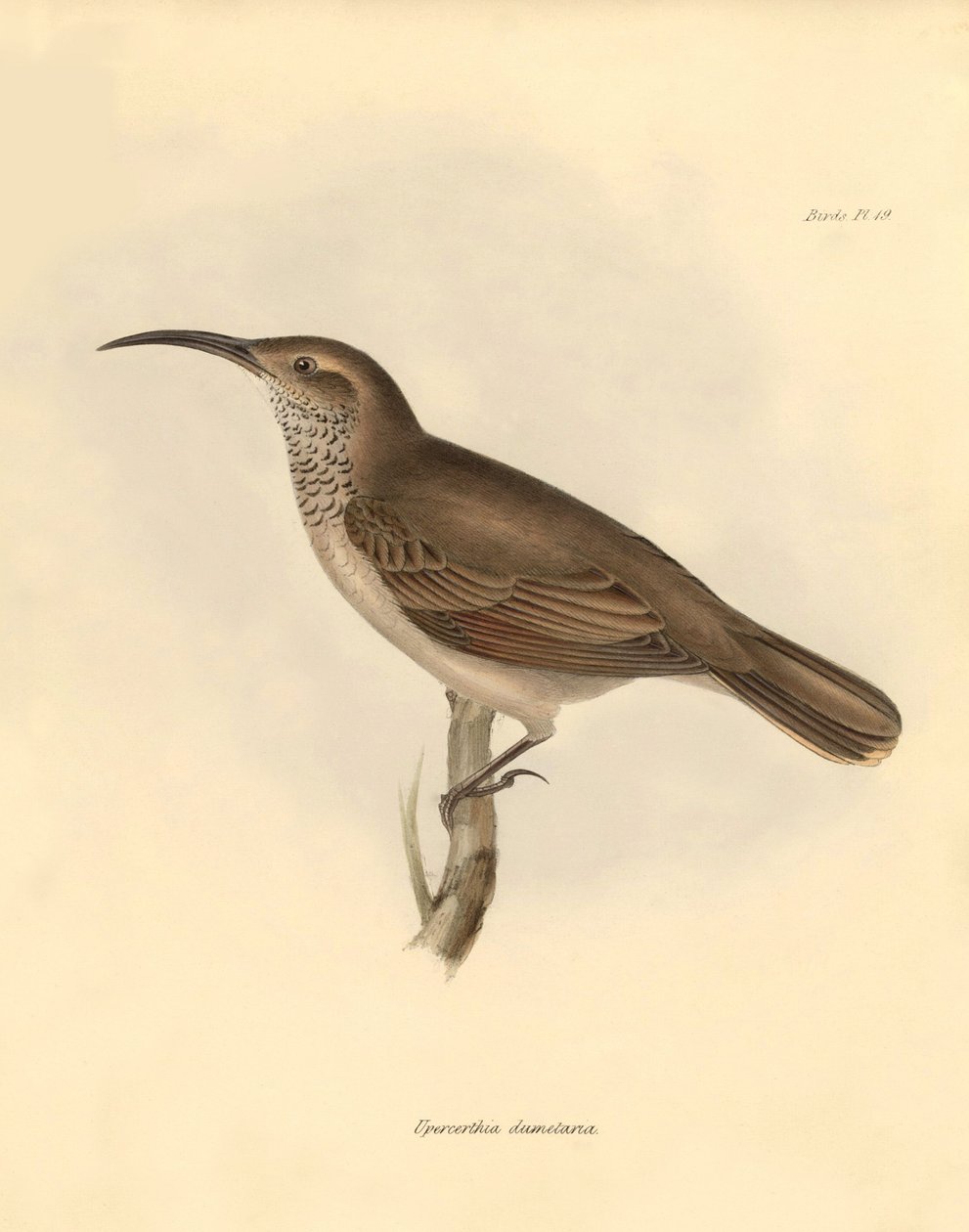 Ornitologia: A "Upercerthia dumetaria" descrita por Charles Darwin durante a sua viagem de exploração a bordo do Beagle. Placa de "The Zoology of the voyage of H.M.S. Beagle under the command of Captain Fitzroy during the years 1832 to 1836 edited and supe de Unbekannter Künstler