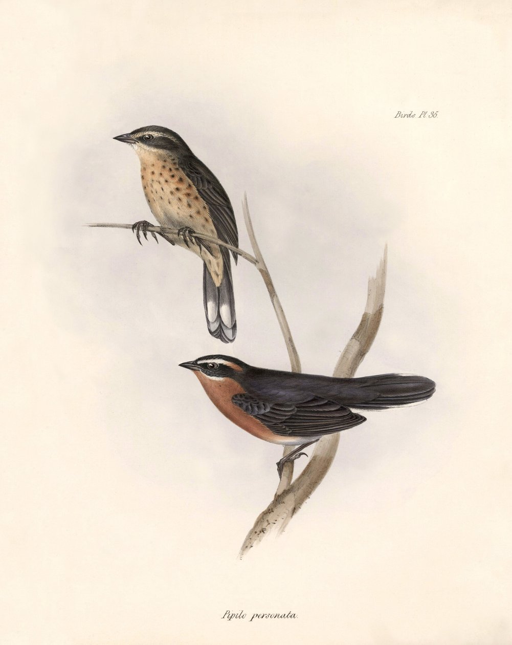 Ornitologia: "Tohi (ou pipilo)" Descrição de um passeriforme por Charles Darwin (1809-1882) observado durante a sua expedição a bordo do Beagle. Placa de "The zoology of the voyage of H.M.S. Beagle. Flight. III, Aves descritas por John Gould, com notícia d de Unbekannter Künstler