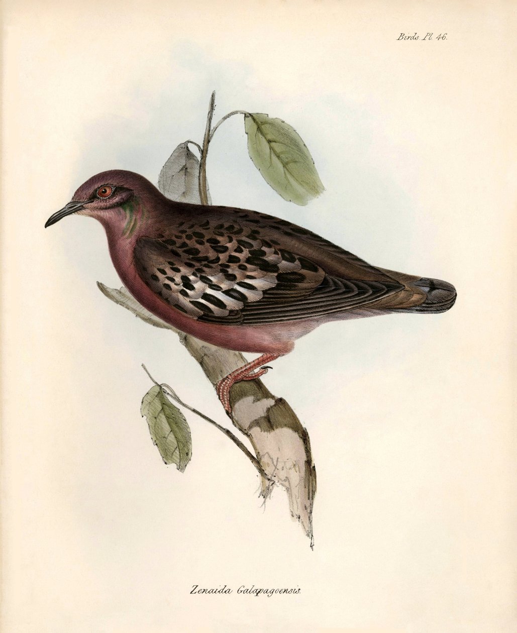 Ornitologia: "Zenaida Galapagoensis" Pomba das Galápagos observada e descrita por Charles Darwin durante a sua expedição a bordo do Beagle. Placa de "The zoology of the voyage of H.M.S. Beagle. Flight. III, Aves descritas por John Gould, com indicação das  de Unbekannter Künstler