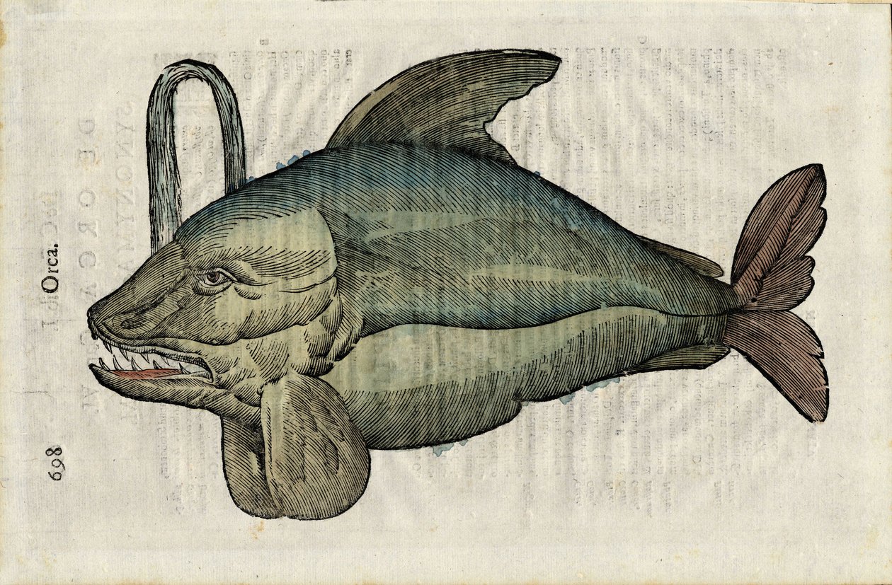 Orque (representação monstruosa da orca ou do epaulard) em "Ulyssis Aldrouandi... De piscibus libri V et de cetis lib. vnus/Ioannes Cornelius Vteruerius... collegit; Marc. Antonius Bernia in lucem restituit... ", trata da história natural de Uliss de Unbekannter Künstler
