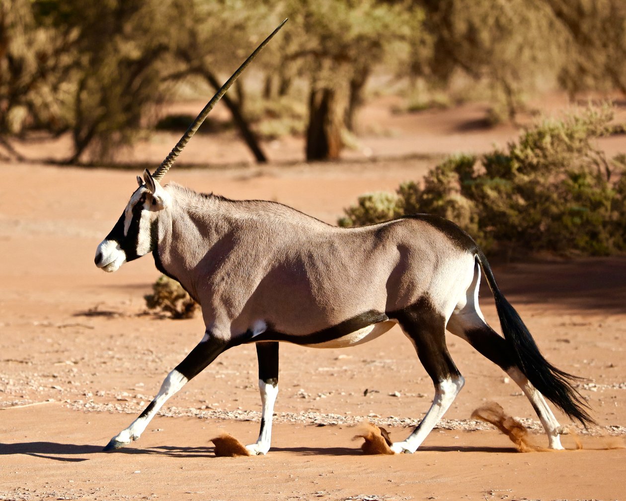 Oryx, deserto do Namibe, 2017 (fotografia) de Unbekannter Künstler