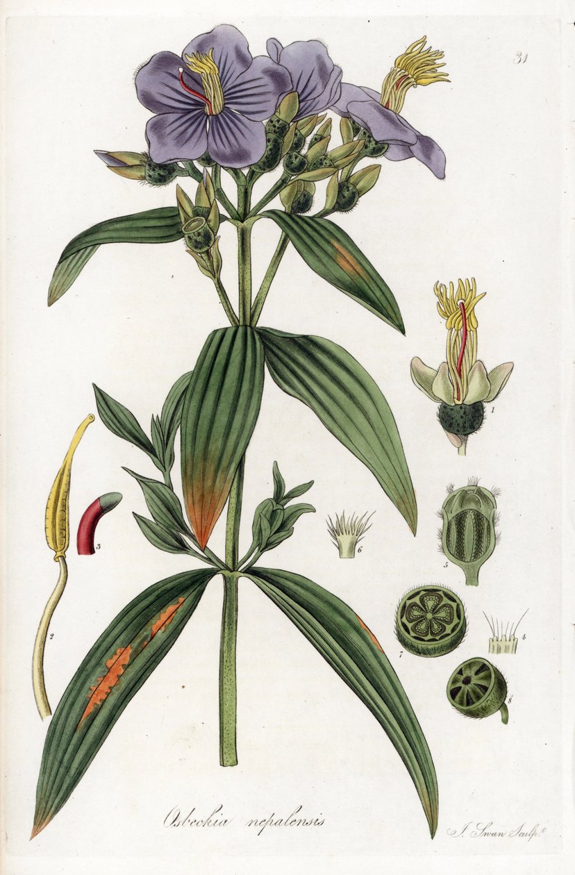 Osbeckia do Nepal - Litografia de J. Swan, a partir de uma ilustração de William Jackson Hooker (1785-1865), extrato de Flora Exotic, Escócia de Unbekannter Künstler