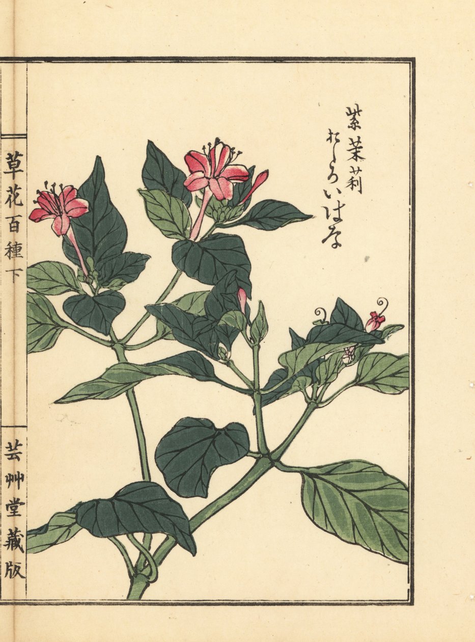 Oshiroibana ou maravilha do Peru, Mirabilis jalapa. Gravura em xilogravura colorida à mão por Kono Bairei de Kusa Bana Hyakushu (Cem Variedades de Flores), Tóquio, Yamada de Unbekannter Künstler