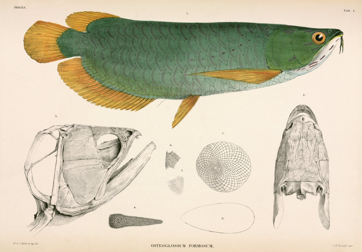 Osteoglossum formosum, Indonésia de Unbekannter Künstler