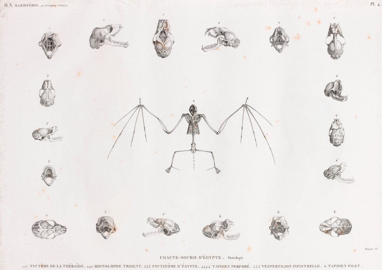 Osteologia dos morcegos no Egipto de Unbekannt