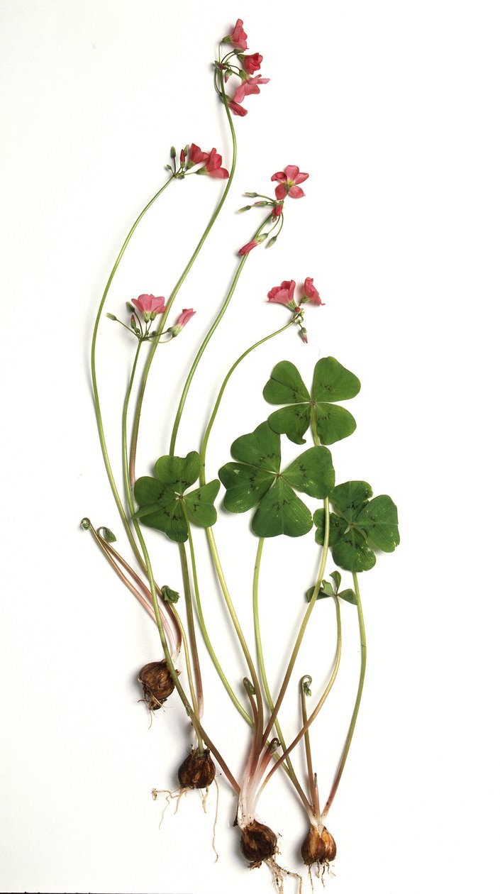 Oxalis tetraphylla/Oxalis deppei/Oxalide de Deppe de Unbekannt