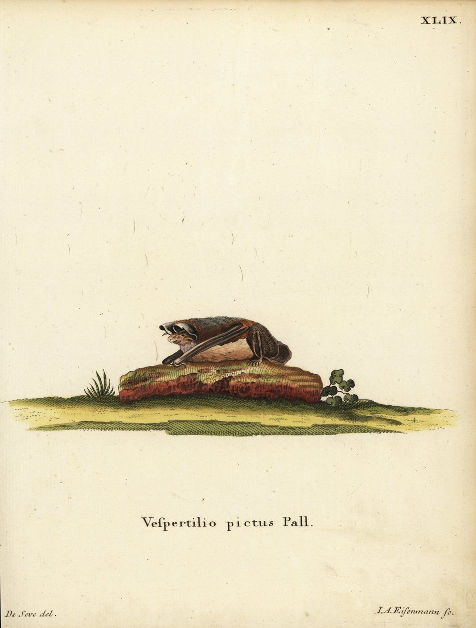 Morcego lanudo pintado, Kerivoula picta. Vespertilio pictus Linn. Gravura em chapa de cobre colorida à mão de Jakob Andreas Eisenmann a partir de uma ilustração de Jacques de Seve. das Animal Illustrations after Nature de Johann Christian Daniel Schreber,  de Unbekannter Künstler