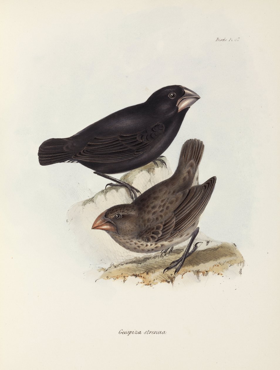 Par de tentilhões, Ilhas Galápagos, c 1832-1836 de Unbekannt
