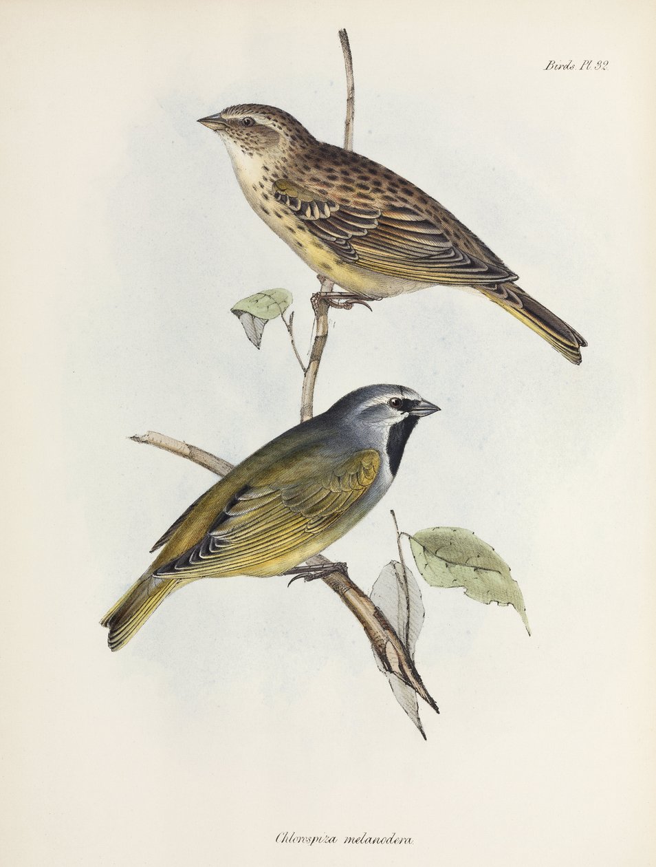 Par de pardais ou pintassilgos, c 1832-1836 de Unbekannt
