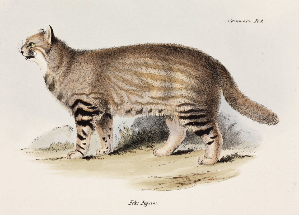 Pampas cat, América do Sul, c 1832-1836 de Unbekannt