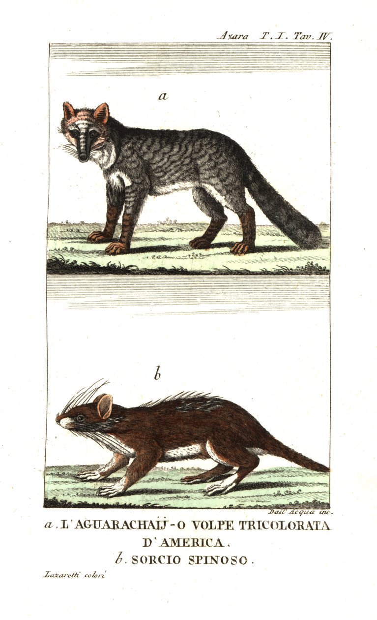 Raposa-dos-pampas ou aguarachay de Unbekannter Künstler