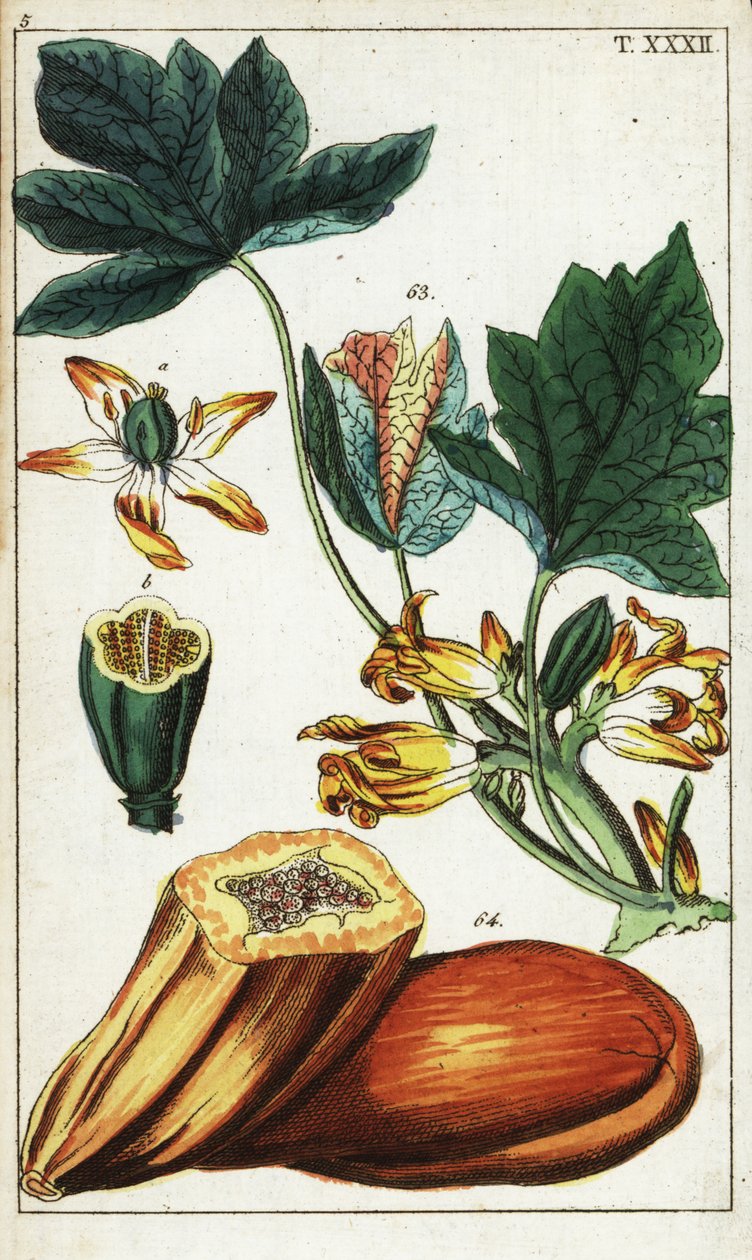 Mamão, seção, flores e folhas, Carica mamão. de Unbekannter Künstler