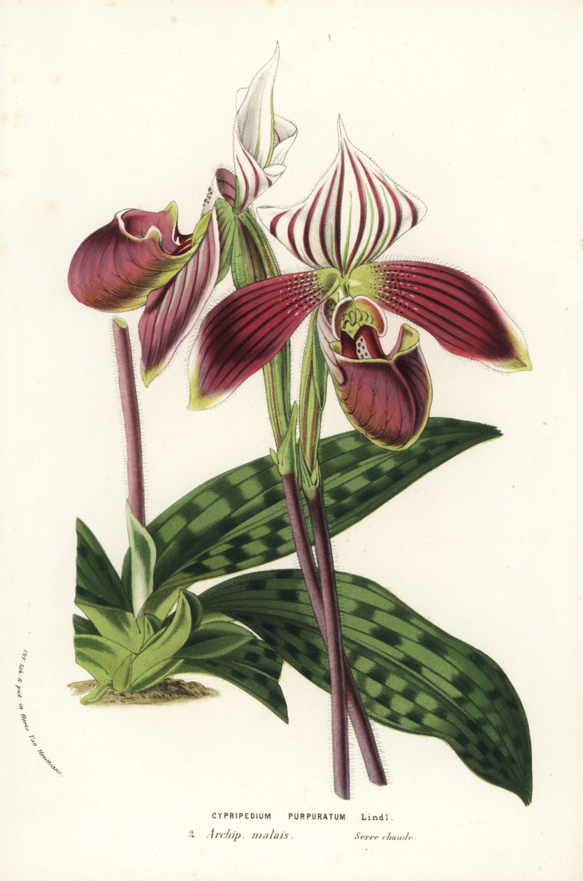 Orquídea Paphiopedilum purpurpuratum (Cypripedium purpuratum). Litografia colorida à mão da obra de Louis van Houtte e Charles Lemaire, Flowers of the Gardens and Hothouses of Europe, Flore des Serres et des Jardins de l