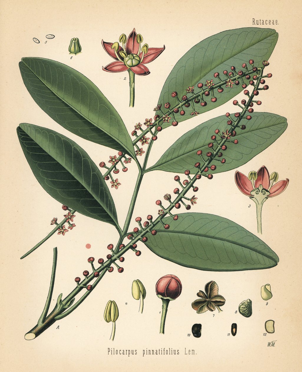 Jaborandi do Paraguai, Pilocarpus pennatifolius. Cromolitografia segundo uma ilustração botânica de Walther Muller de Hermann Adolph Koehler