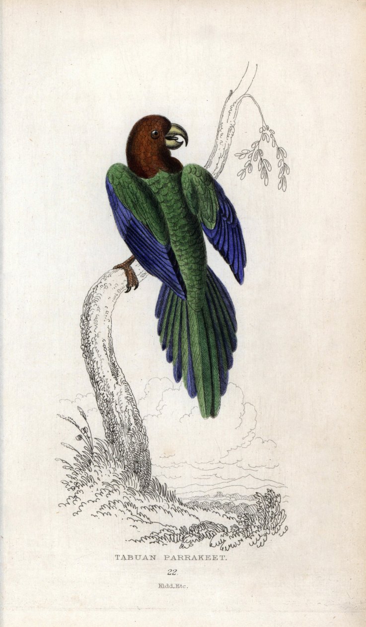Periquito bombardeiro, Prosopeia tabuensis. Psittacus tabuensis. Litografia de Joseph Kidd, baseada num desenho de John Audubon, em Miscellany of Natural History: Parrots, Sir Thomas DiK Lauder and Captain Thomas Brown, publicado em Edimburgo, Escócia, em  de Unbekannter Künstler