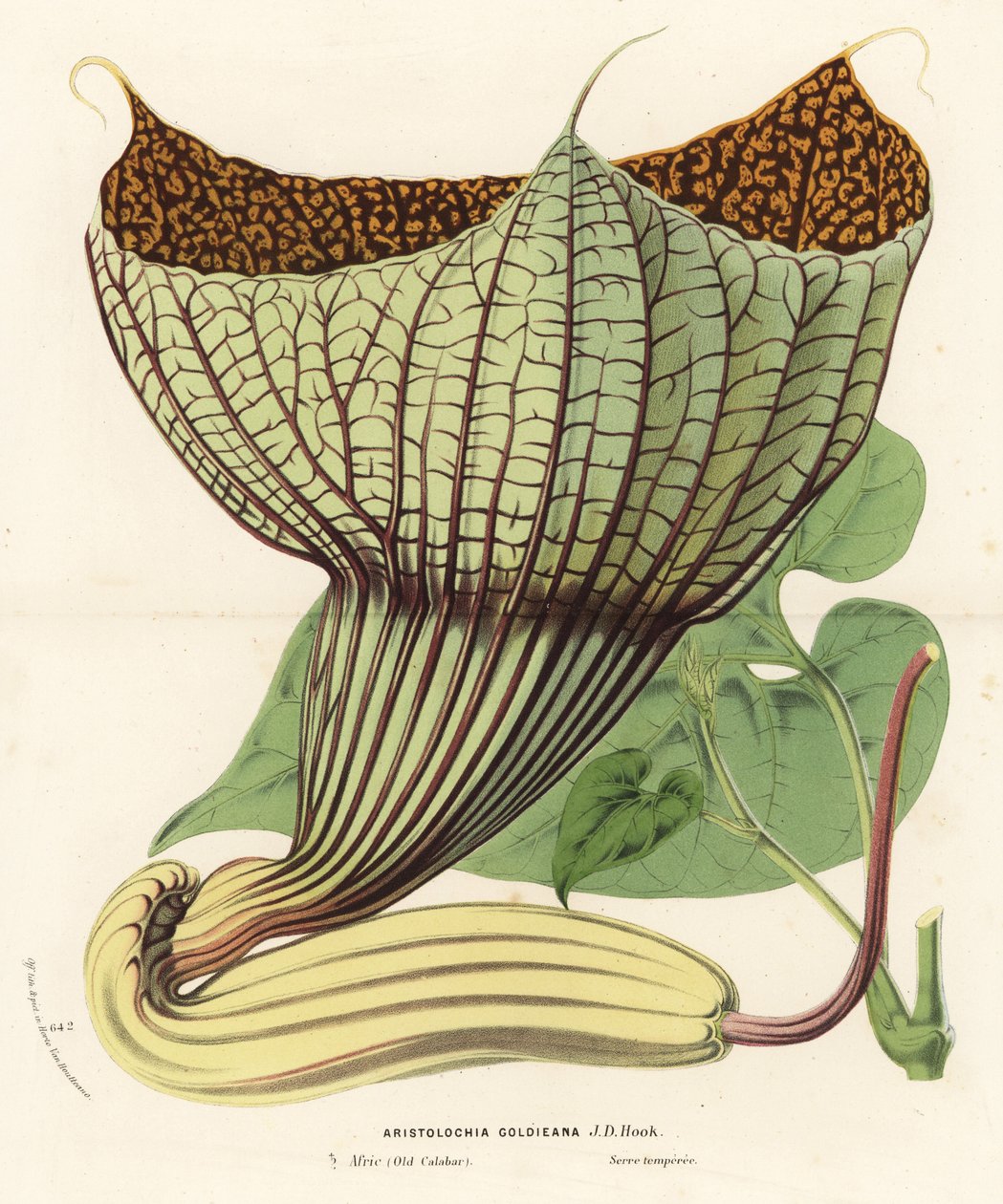 Pararistolochia goldieana (Aristolochia goldieana). Litografia colorida à mão da obra de Louis van Houtte e Charles Lemaire, Flowers of the Gardens and Hothouses of Europe, Flore des Serres et des Jardins de l