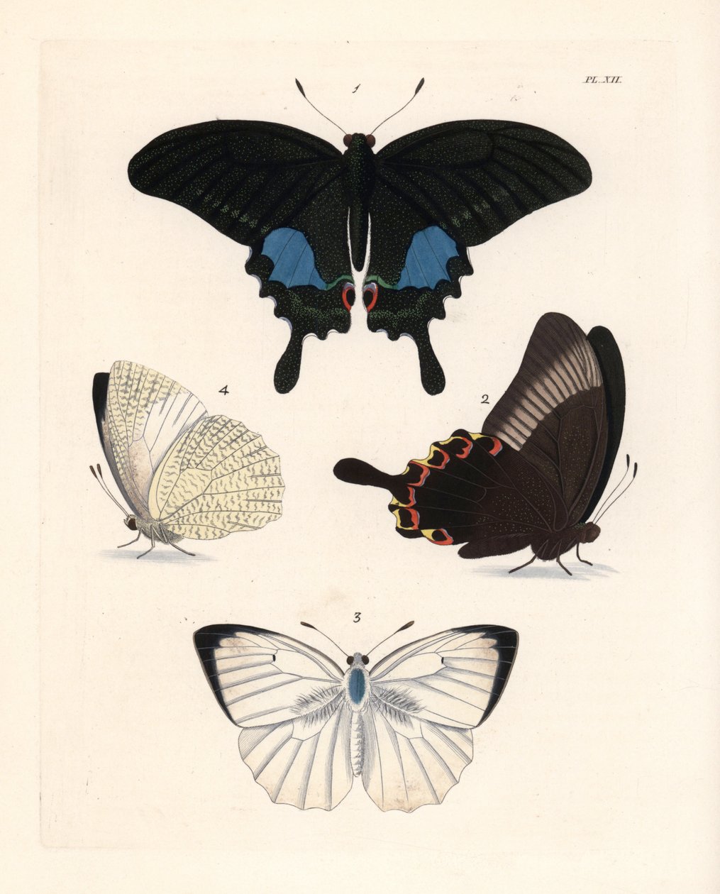 Borboleta-pavão de Paris, Papilio paris 1,2, e emigrante mosqueado, Catopsilia pyranthe 3.4. Litografia colorida à mão da nova edição de John O. Westwood de "Illustrations of Exotic Entomology" de Dru Drury, Bohn, Londres de Unbekannter Künstler