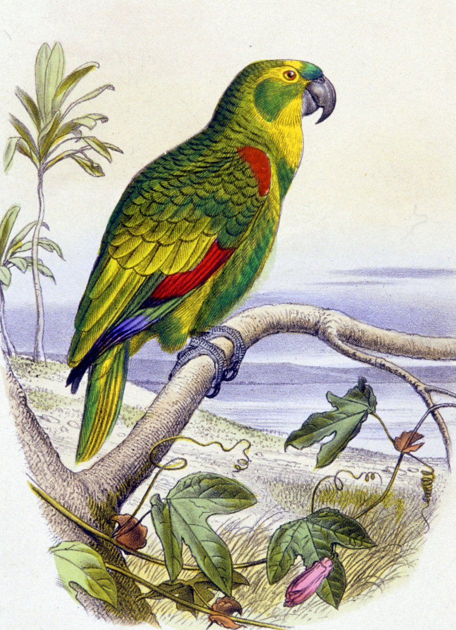 Papagaio com cabeça azul, c. 1850 (gravura) de Unbekannter Künstler
