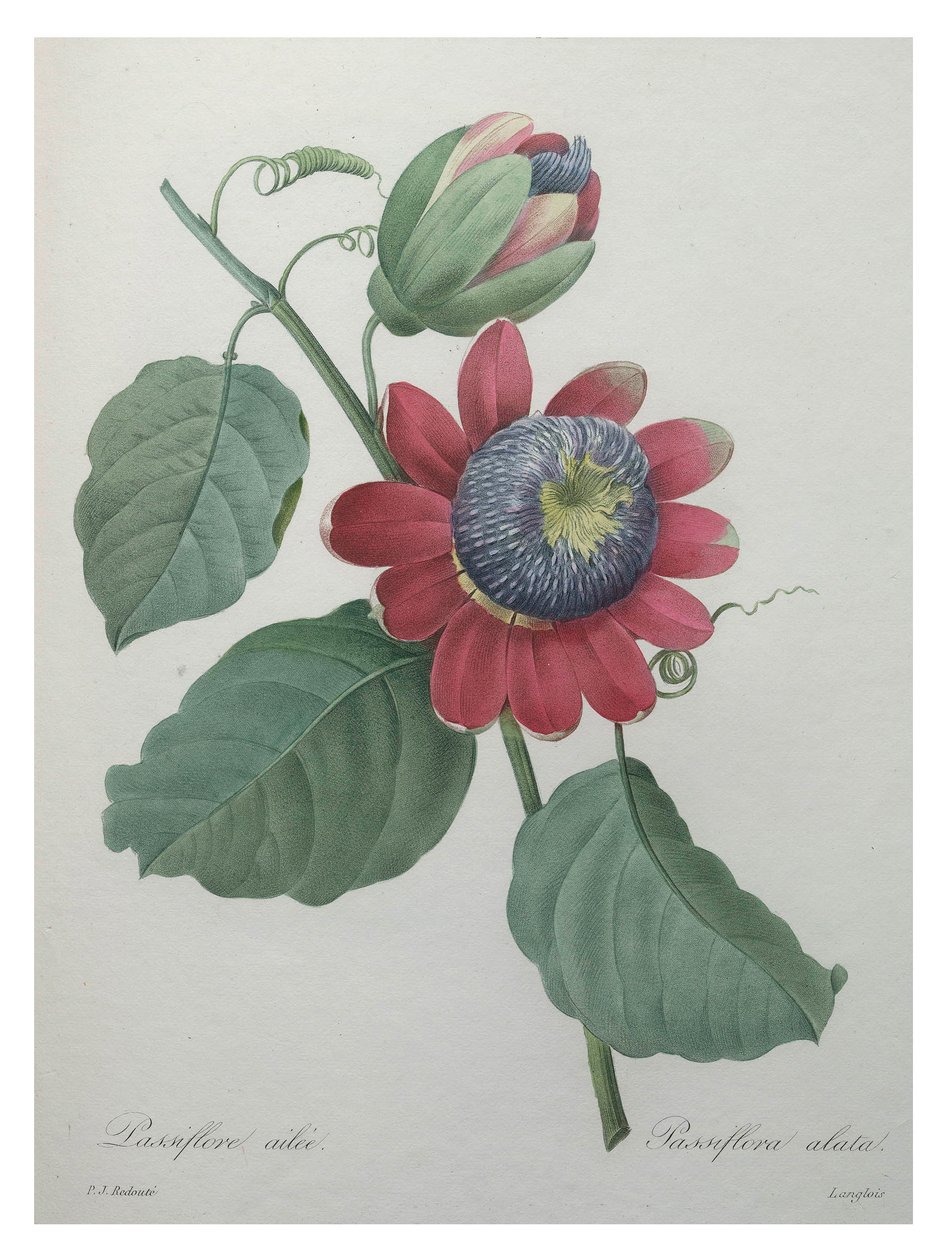 Flor de Paixão de Unbekannt