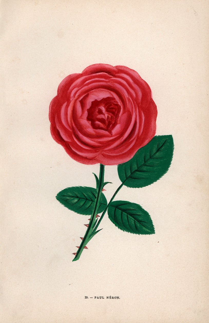 Rosa Paul Neron, híbrido escarlate criado por Monsieur Levet em Lyon em 1869. Cromolitografia desenhada e litografada segundo a natureza por F. Grobon a partir da obra "Les Roses" de Hippolyte Jamain e Eugene Forney, Paris, J. Rothschild de Unbekannter Künstler