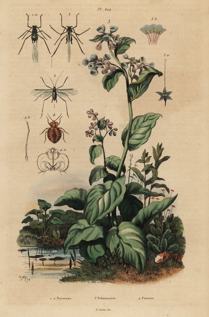 Pulgão de pêssego, Myzus persicae 1, pulgão rosa, Macrosiphum rosae 2, campainha da Virgínia, Mertensia pulmonarioides 3, e percevejo de cama, Cimex lectularius 4 de Unbekannt