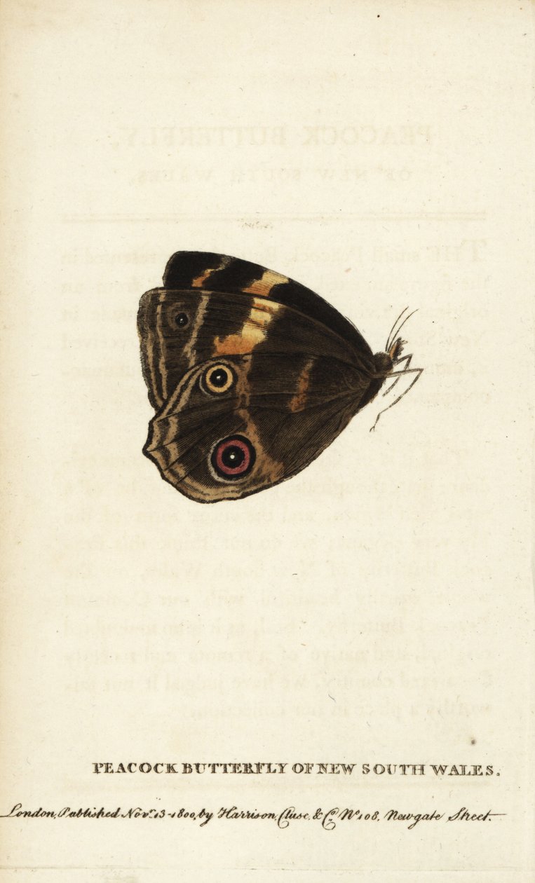 Borboleta-pavão de New South Wales. Gravura em chapa de cobre colorida à mão da "The Naturalist