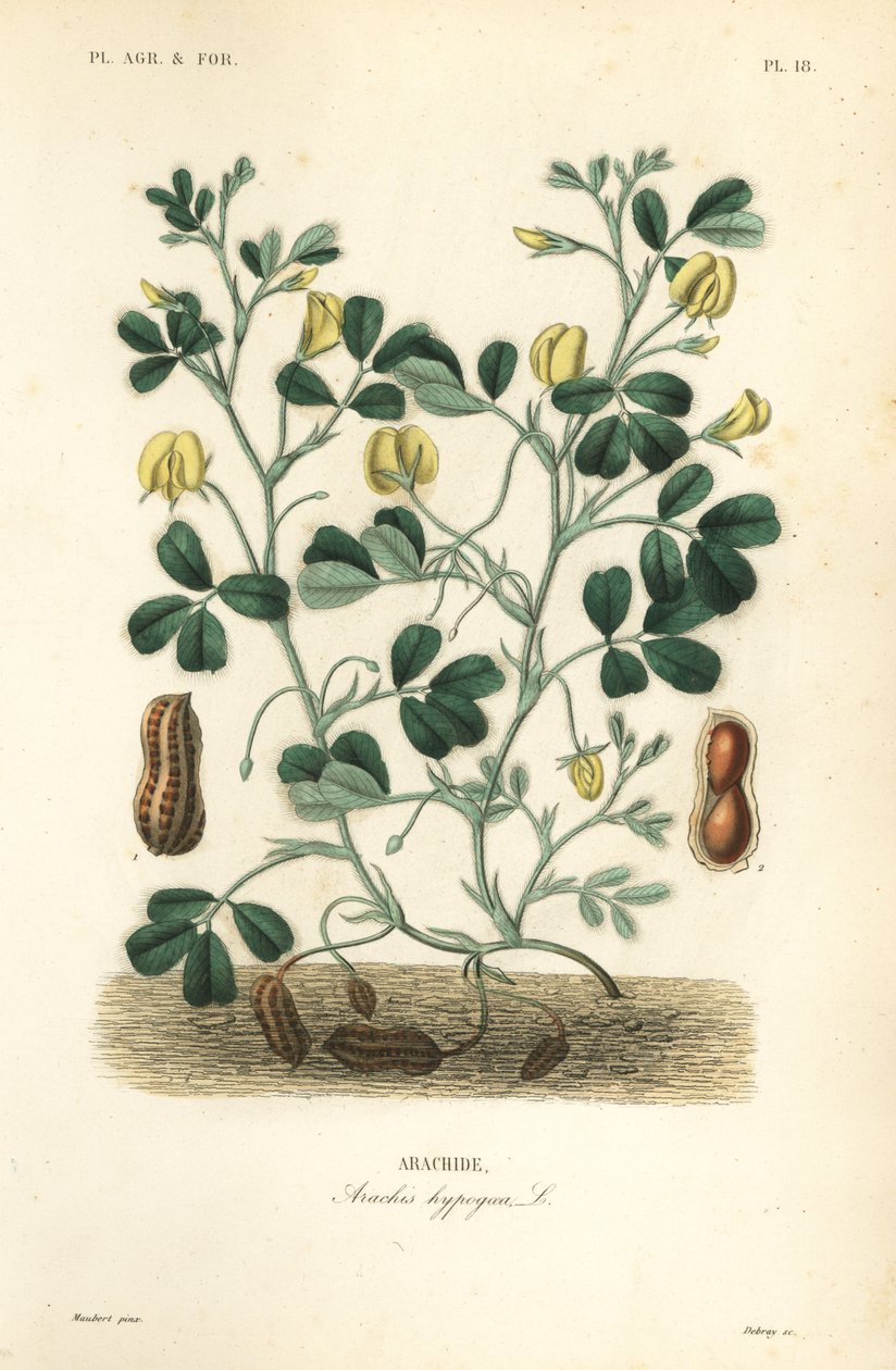 Amendoim ou amendoim, Arachis hypogaea, Arachide de Unbekannt