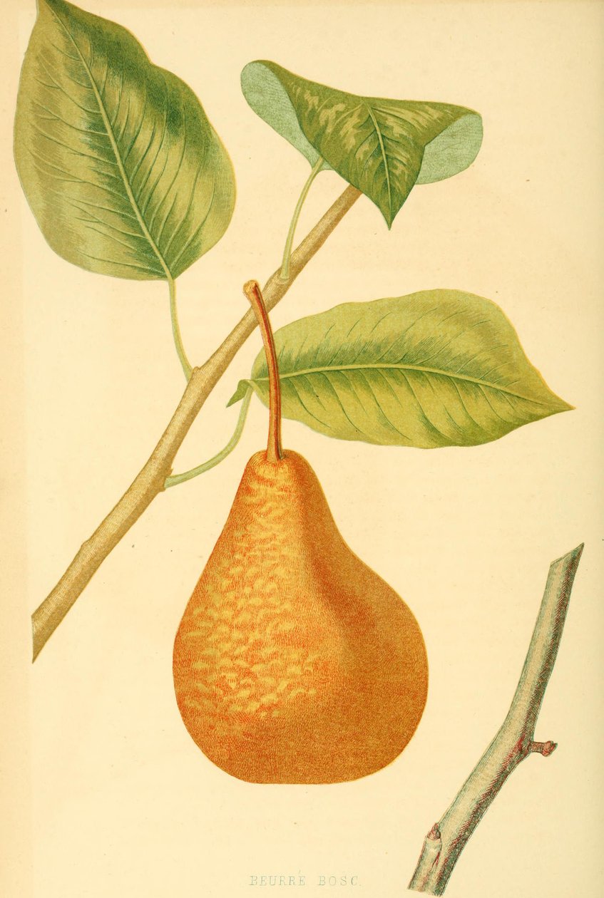 Pera da variedade Boscs bottle pear, uma variedade de pera antiga de Unbekannter Künstler