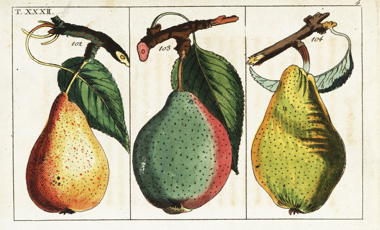 Variedades de pêra, Pyrus communis. de Unbekannter Künstler