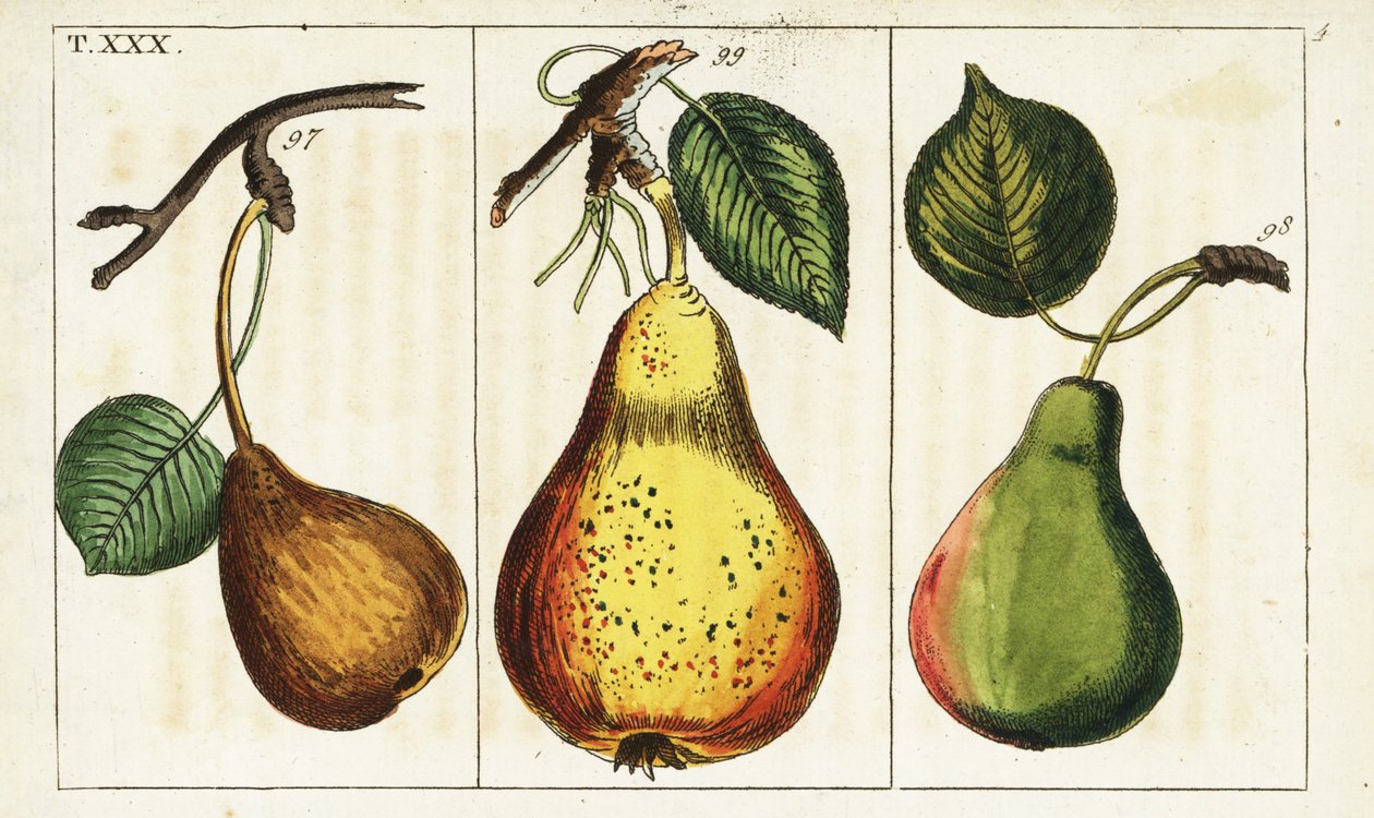 Variedades de pêra, Pyrus communis. de Unbekannter Künstler